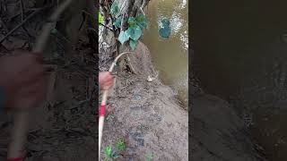 Download Lagu #ubur ubur ikan lele MP3