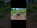 Unleash the Hounds: The Ultimate Sound Feature Revealed! #shorts