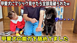 【さすが狩猟犬】甲斐犬にマジック見せたらことごとく見破られましたw