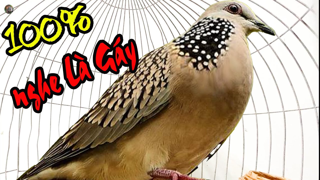 💦CHIM CU GÁY Giọng Hấp Dẫn ĐỦ BÀI [GÁY GỌI,THÚC,GÙ ]Kích Bổi Nhanh Nổi.Cu Gáy.Cu Đất,Cu cườm