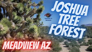 Joshua Tree Forest  West Rim Grand Canyon  Meadview AZ