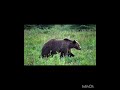 jungle me bear kaise apne sathi ko dhund raha he.