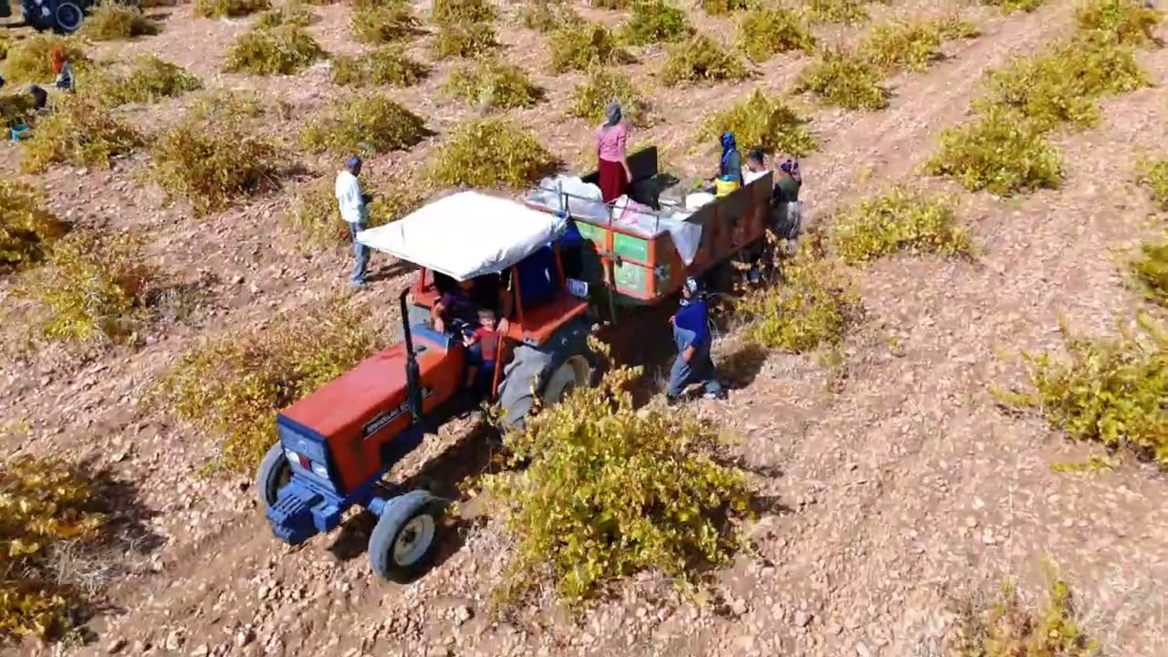 Bağbozmu - Mardin Bağlica Köyü