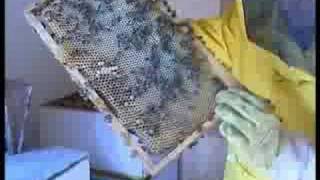Aula didáctica de la abeja