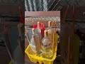 We Launched Over 200,000 Rockets Across the Country! 🚀 | Baking Soda Rocket Day 2025