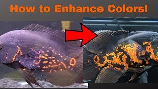 How to BOOST Oscar Fish COLORS