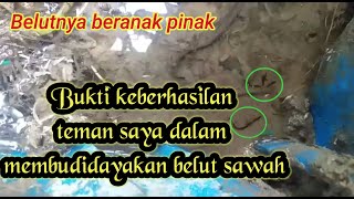 Download Lagu Bukti keberhasilan dalam membudidayakan belut sawah||ternak belut|| MP3