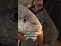 Stunning Bearded Drum (Baardman) Caught in South Africa