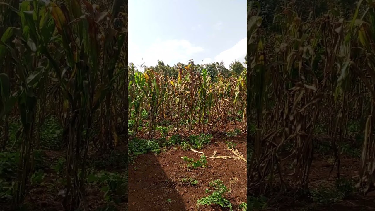 A Full 1⁄8ac Plot Sale in a Middle Class Area of Limuru Kamirithu