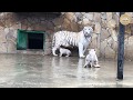 Белая тигрица Шахерезада с малышами. Тайган. Крым. | White tigress Scheherazade and cubs