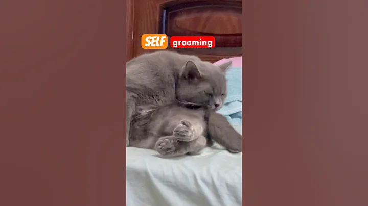 Video 11535451: cat britishshorthair kucing, britishshorthair cat funny, grooming kucing