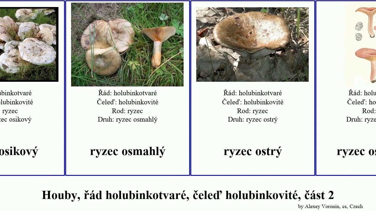 Houby, řád holubinkotvaré, čeleď holubinkovité, část 2 ryzec holubinka fungus vínově žlutá kravský