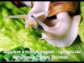 УЛИТКИ - ЛЕУЦИСТ , ПСЕВДОЛЕУЦИСТ - АКРОМЕЛАНИК - В ЧЁМ РАЗНИЦА ? ( МАРИ МИСТИК ) - ПРОДАЖА УЛИТОК