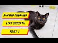 confused scottish cat see something (PART 1)