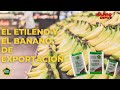 Etileno y El Banano de Exportación🍌 | Cargo Depot