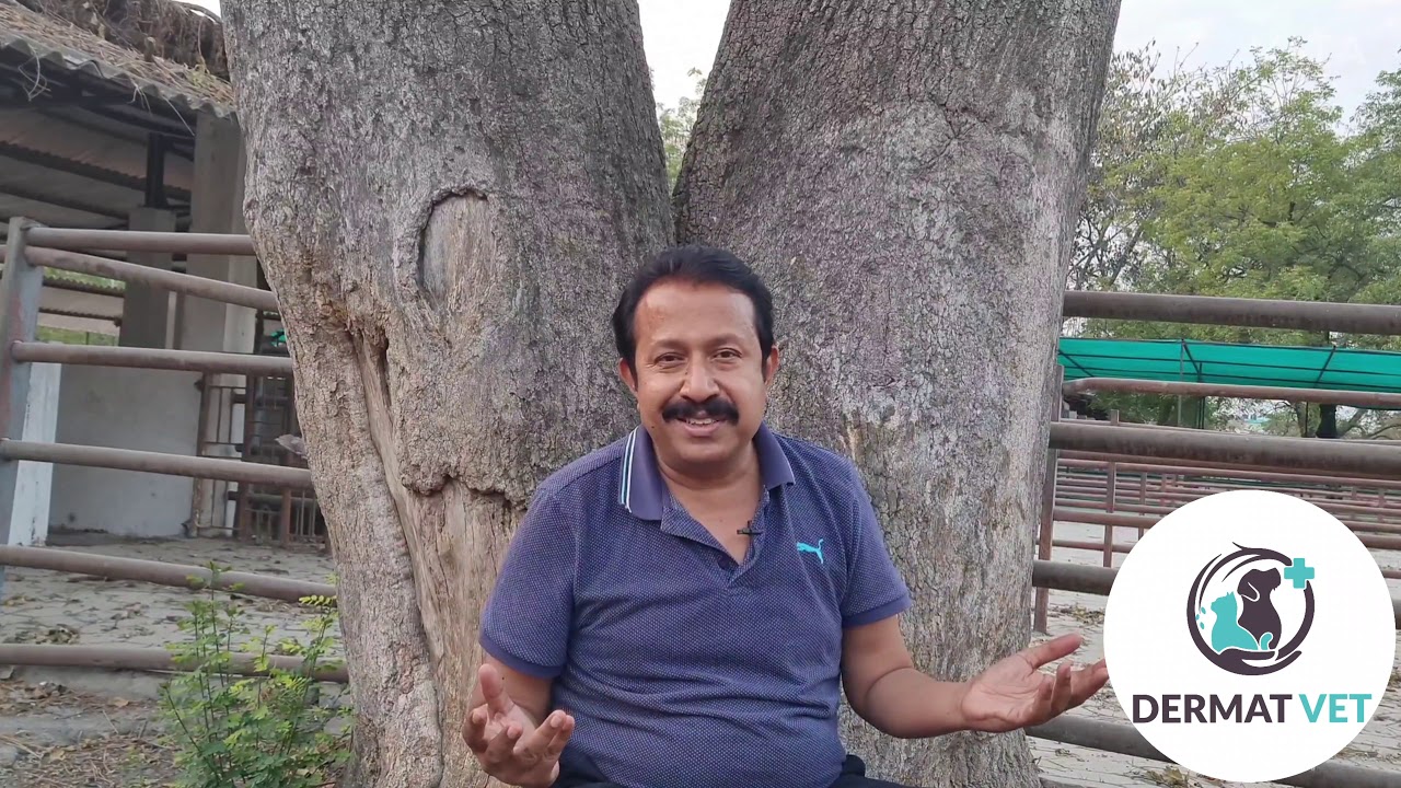 Cushing's Disease in Dogs YouTube