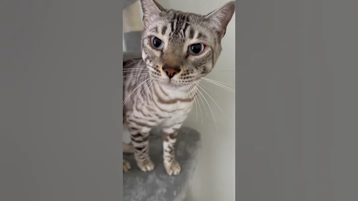 Video 5162961: bengal cat meow kitten, bengal cat meow cute, bengal kitty cat, bengal kitten catlover cute, bengal kitten white cat