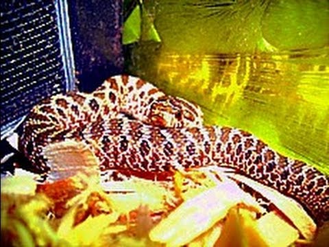 petco hours My new pet from the Sacramento Reptile Show