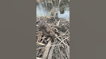 I love beaver trapping #youtubeshorts #hunting #trapping #beavers #trapper #TikTok