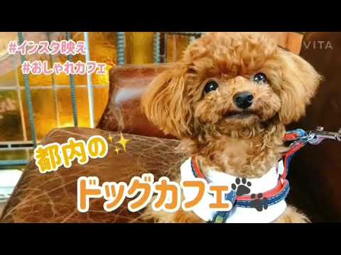 アフレコ入り 都内のドッグカフェ紹介 三軒茶屋編 都内ドッグカフェ ドッグカフェ 三軒茶屋 Youtube アフレコ入り 都内のドッグカフェ紹介 三軒茶屋編 都内ドッグカフェ ドッグカフェ 三軒茶屋 Youtube