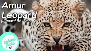 Amur Leopard • A critically endangered mammal