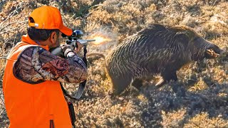 HUNTING the BEAST: PERFECT Shots on WILD BOARS & Fearless Dogs