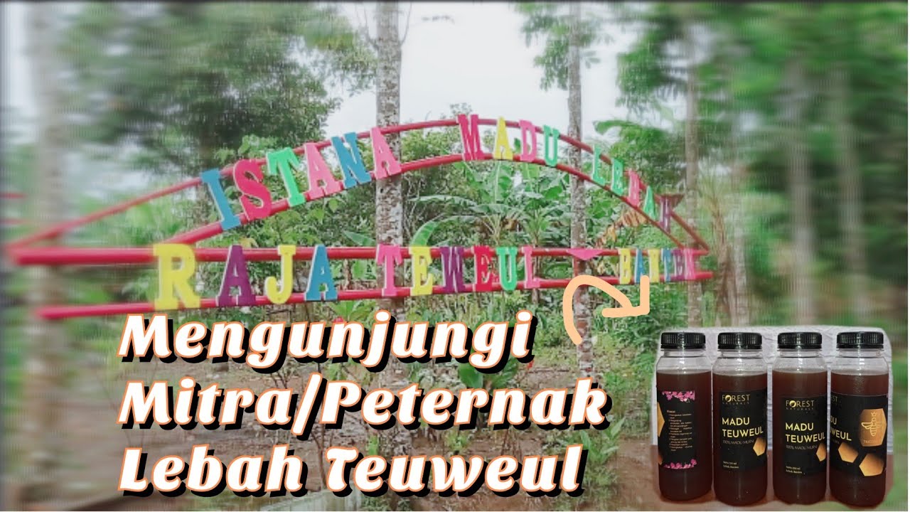 Mengunjungi Mitra Budidaya/Peternak Lebah Teuweul 🧐🐝