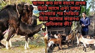 ছাগল কত মাস বয়সে প্রথম হিটে আসে এবং বাচ্চা দেওয়ার পর দেরিতে হিটে আসার কারন ও প্রতিকার কিGoat