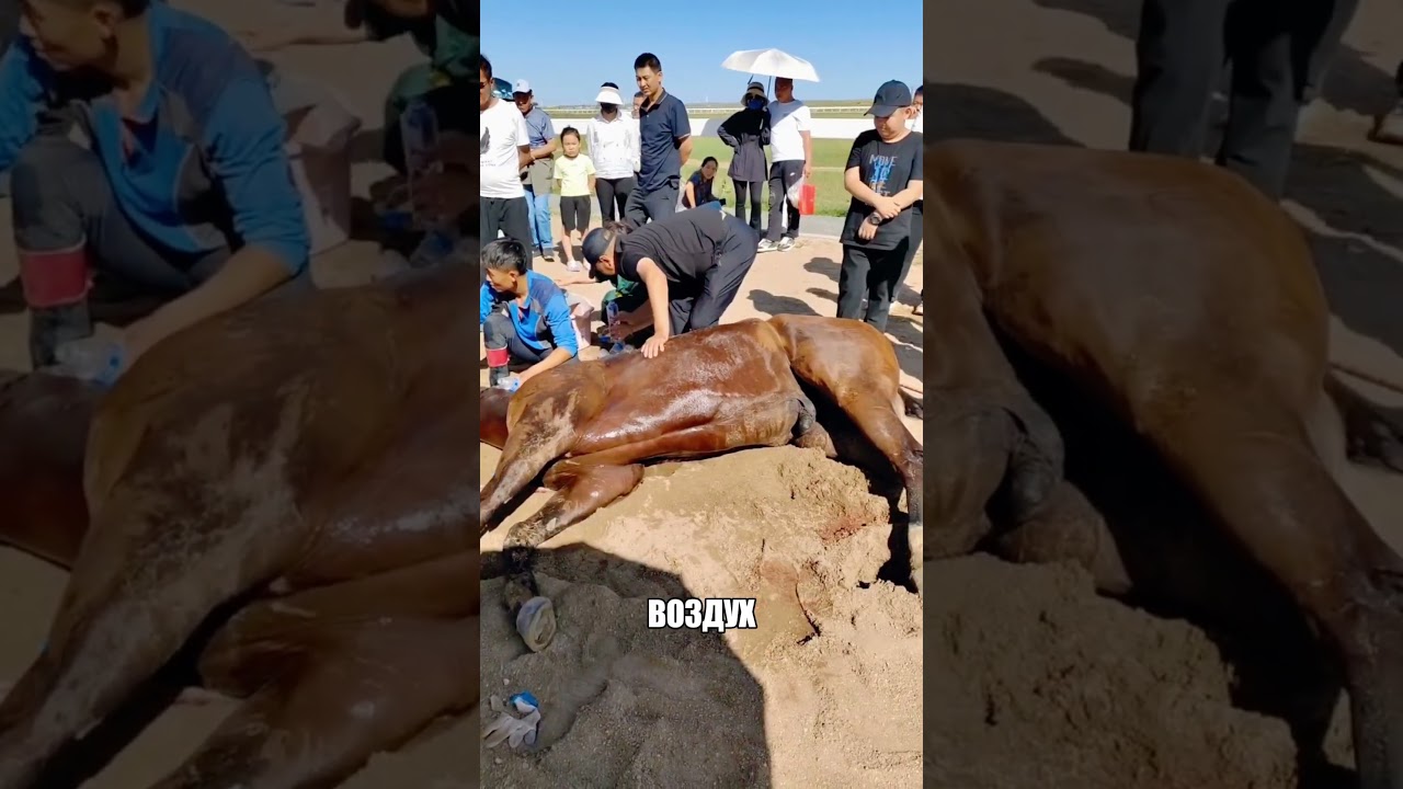 Дикий скакун совершил невероятный ПОДВИГ 😱🔥🐎