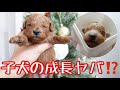 是非見てほしい!子犬の成長の凄さを‼(出産後~2週間の記録)