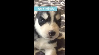 【子ハスキーの初挑戦♪ 】ブタッ鼻混じりの遠吠えが可愛い…♡