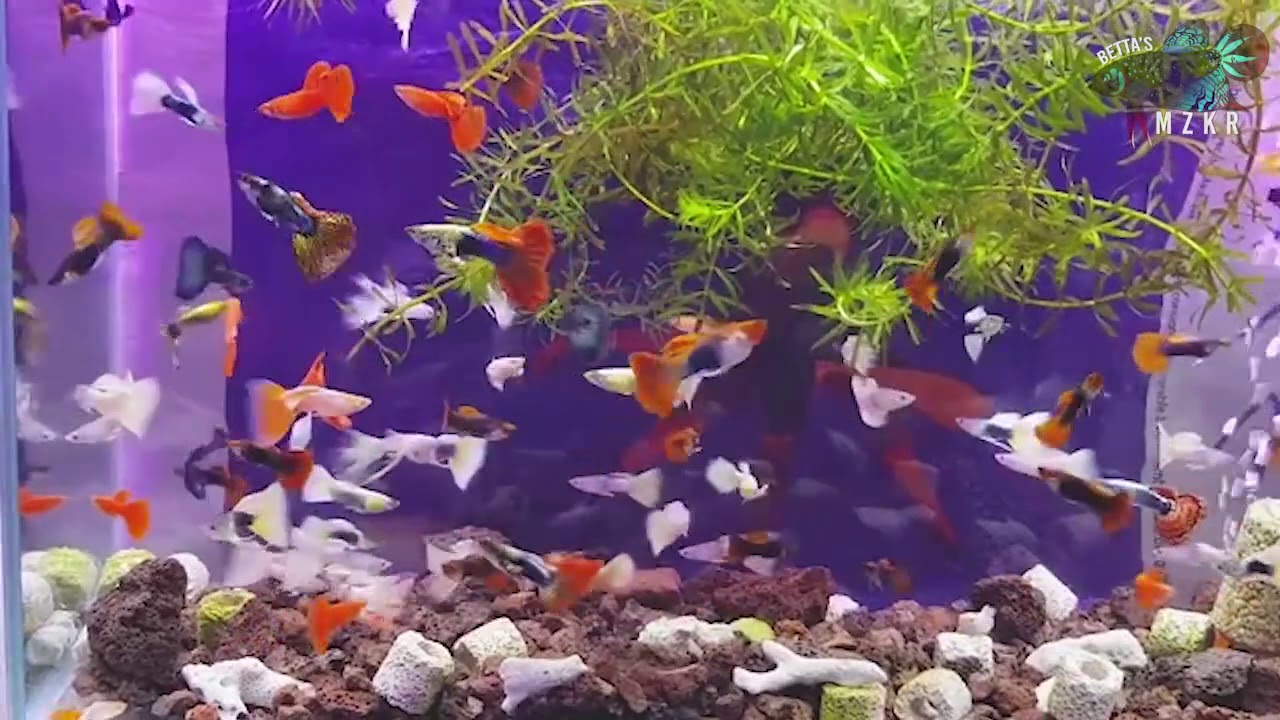 guppies aquarium