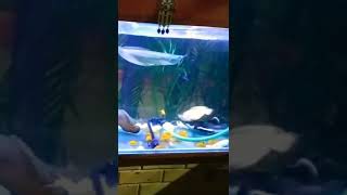 Famous Silver Arowana, Red Tail Catfish, Oscar fish eating Gold fish!!! Profile