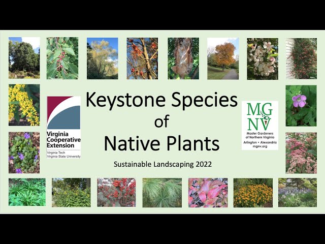 Keystone Species: 4 Plants Every Garden Should Have