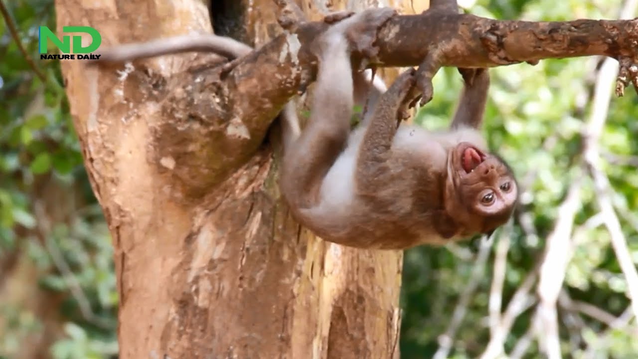 Worst Action Of Big Fat Baby Monkey, Big Baby Monkey Crying So Loudly On His Mum, Nature Daily