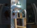 Dog Takes Zoomies To NEXT LEVEL