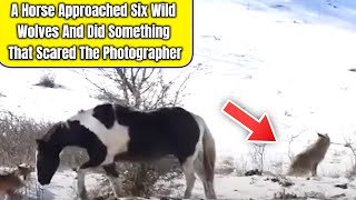 A Horse Approached Six Wild Wolves And Did Something That Scared The Photographer
