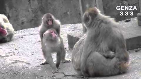 Tiny monkey piggyback is heavy and trembling wobbly