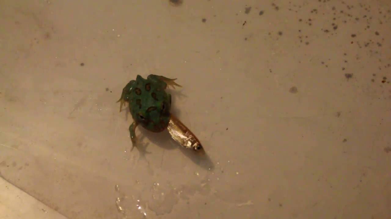 how to video while playing music TEAL BLUE PACMAN FROG UPDATE SEPTEMBER 2016 PART TWO