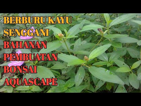 berburu-akar-kayu-senggani-yang-melimpah-dan-tumbuh-liar-di-sekitar-/hunting-for-senggani-wood-roots