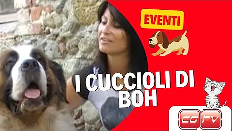 Dove vanno a finire i cuccioli di Striscia?