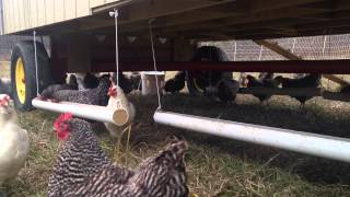 Restricting feed when raising chickens