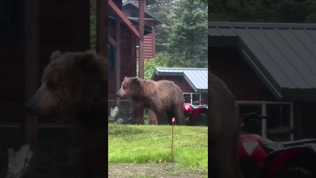 That S A BIG Grizzly Animals Wilderness Nature Wildanimals Wildlife Bear Survival