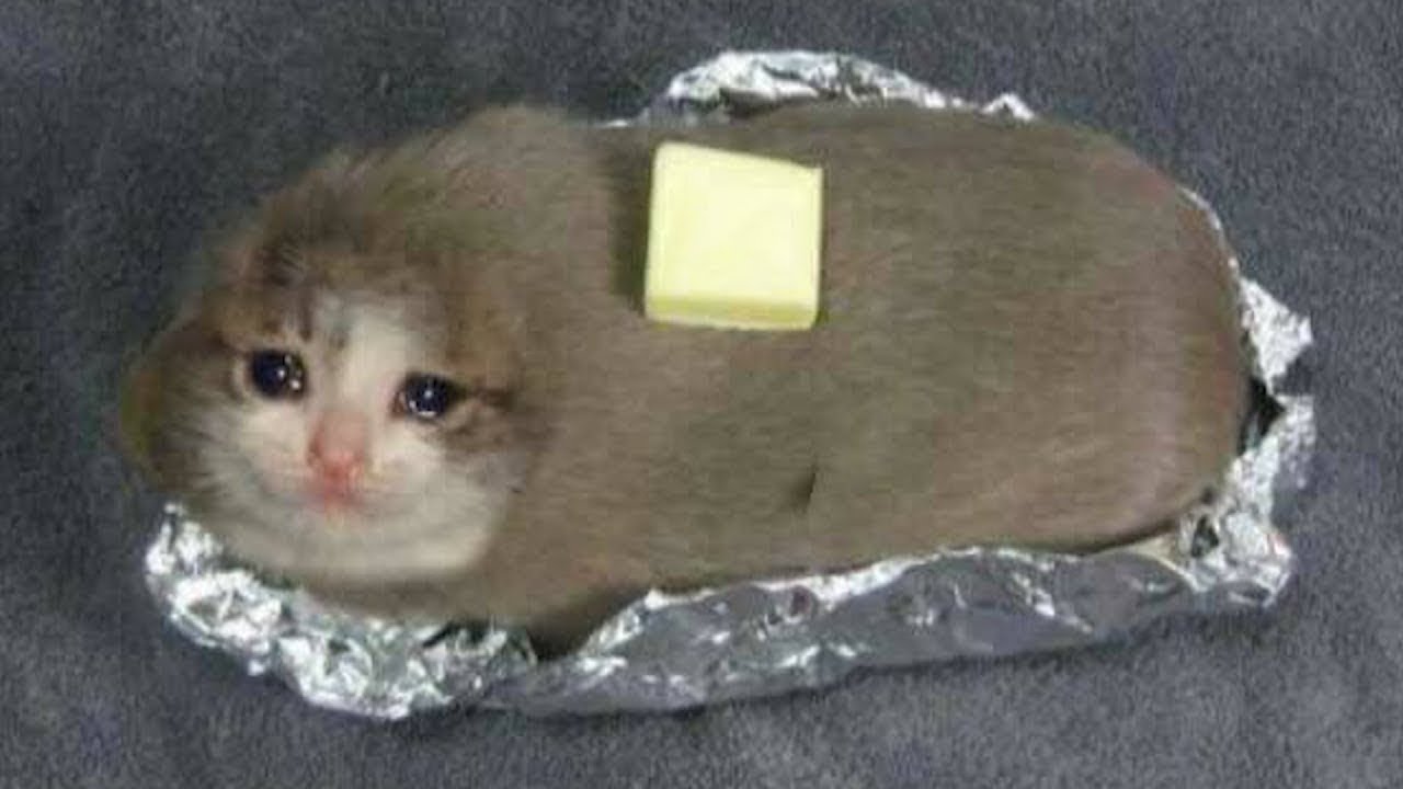 Instant Regret Playlist PART 1| LET THE MEMES FLOURISH