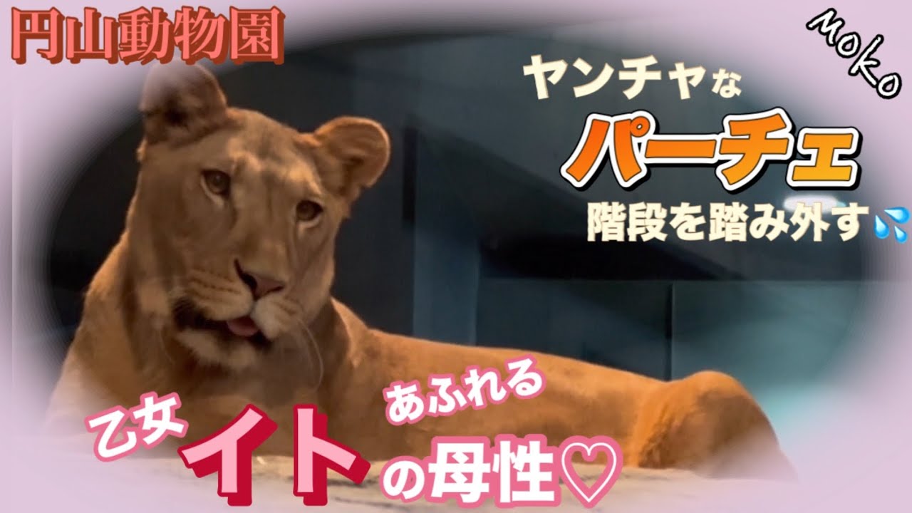 【パーチェ】が階段を踏み外した瞬間💦乙女【イト】の眼差しが母性に変わった❣️