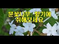 산야초 분꽃나무에 대해 알아보아요 기생충 삼충을 죽이는 기생충약입니다.