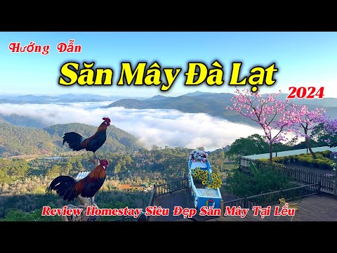 #2023 Hướng Dẫn Săn Mây Đà Lạt 2024 | Review Homestay Săn Mây Siêu Đẹp Tại Cầu Đất Đà Lạt