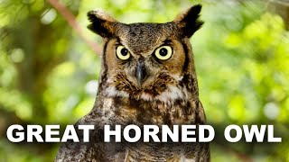 Great Horned Owl Duet  Relaxing Ambient Nature Sounds  White Noise for Sleep, Study or Meditation