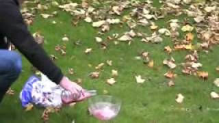 Exploding mulberry cider