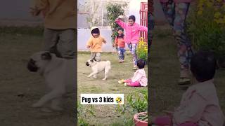Pug attack 🤣🤣 #funny #comedy #prank #funniest #babyshorts #pug #puglover #yt